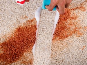 Cleaning carpet paint stains with sponge and cleaner, showing effective removal of red paint from light-coloured carpet.