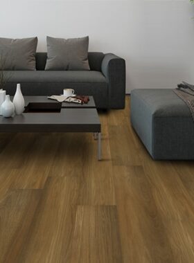 Qld Spotted Gum 1.jpg