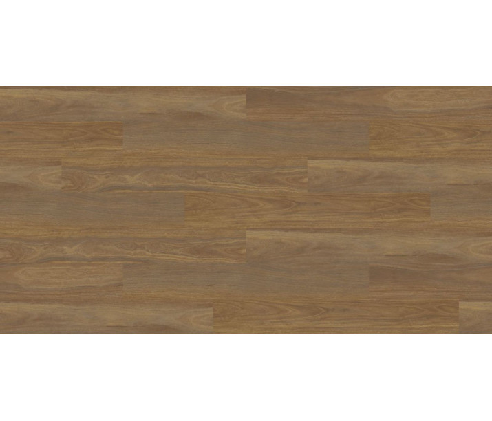 Spotted Gum #4
