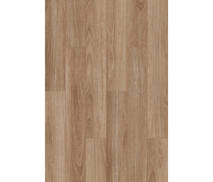 Coastal Blackbutt 1.5m