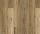 Spotted Gum