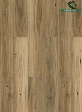 Spotted Gum