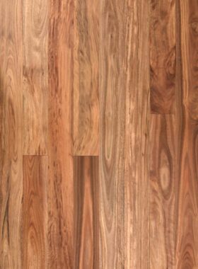 Pacific Spotted Gum