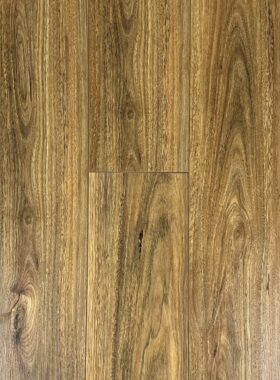 Spotted Gum