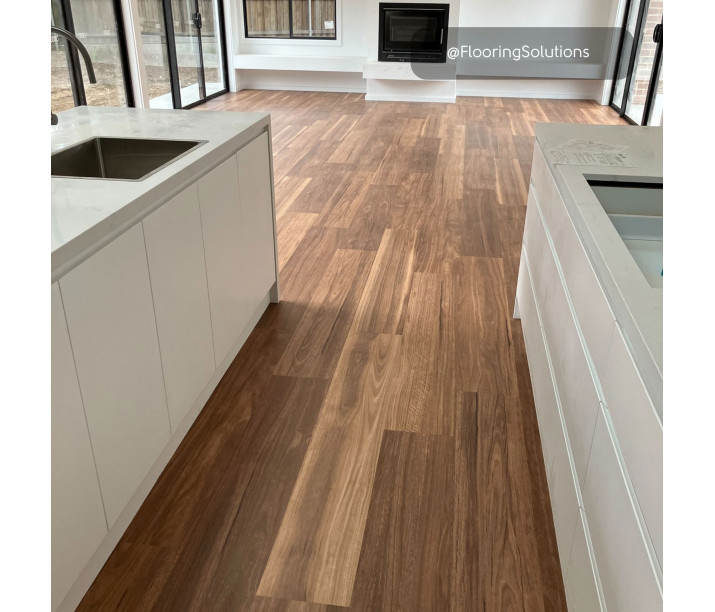 Mountain Spotted Gum