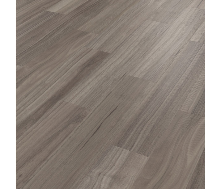 Urban Spotted Gum