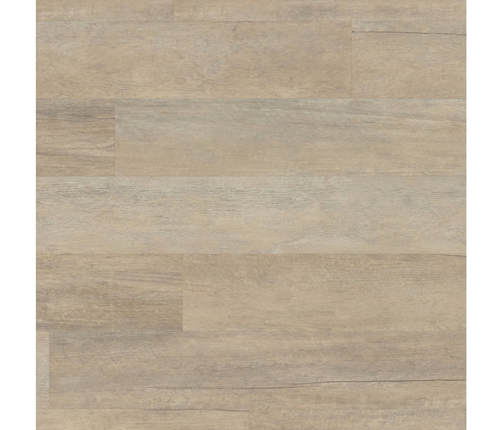 Coastline Oak