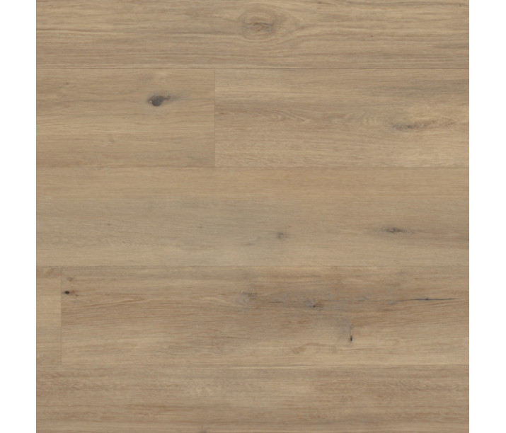 Canadian Urban Oak