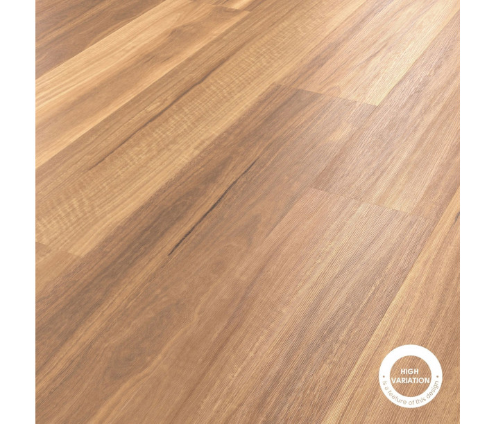 Mountain Spotted Gum
