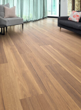 Mountain Spotted Gum