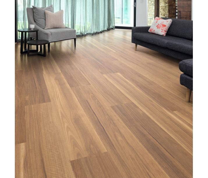 Mountain Spotted Gum