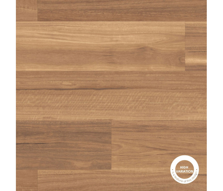 Mountain Spotted Gum