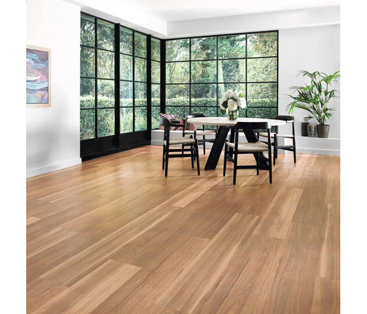 Mountain Spotted Gum