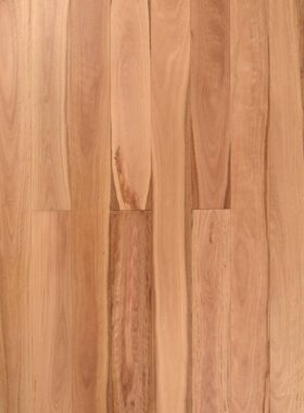 Pacific Blackbutt