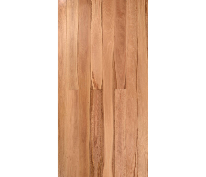 Pacific Blackbutt
