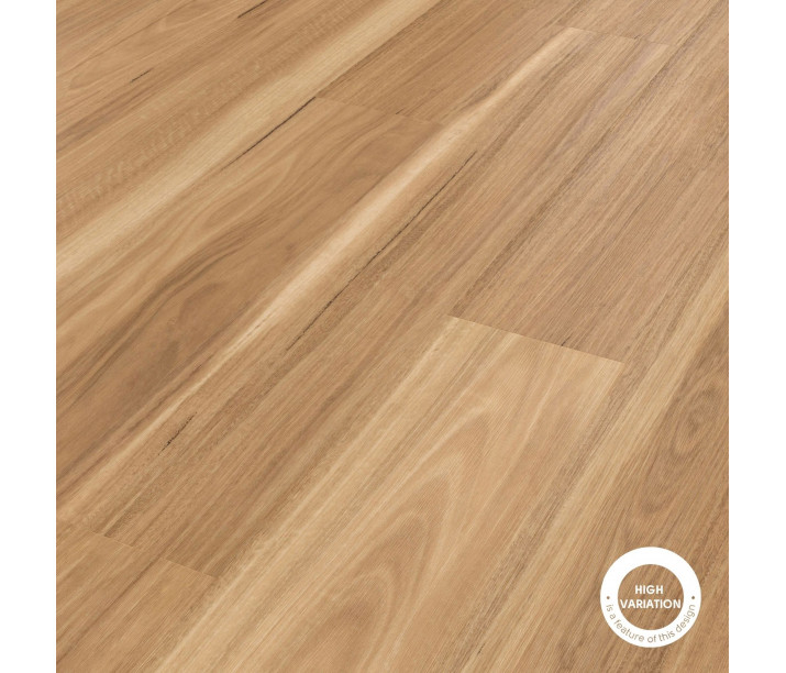 Warm Spotted Gum