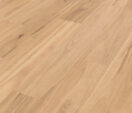 Eastern Blackbutt